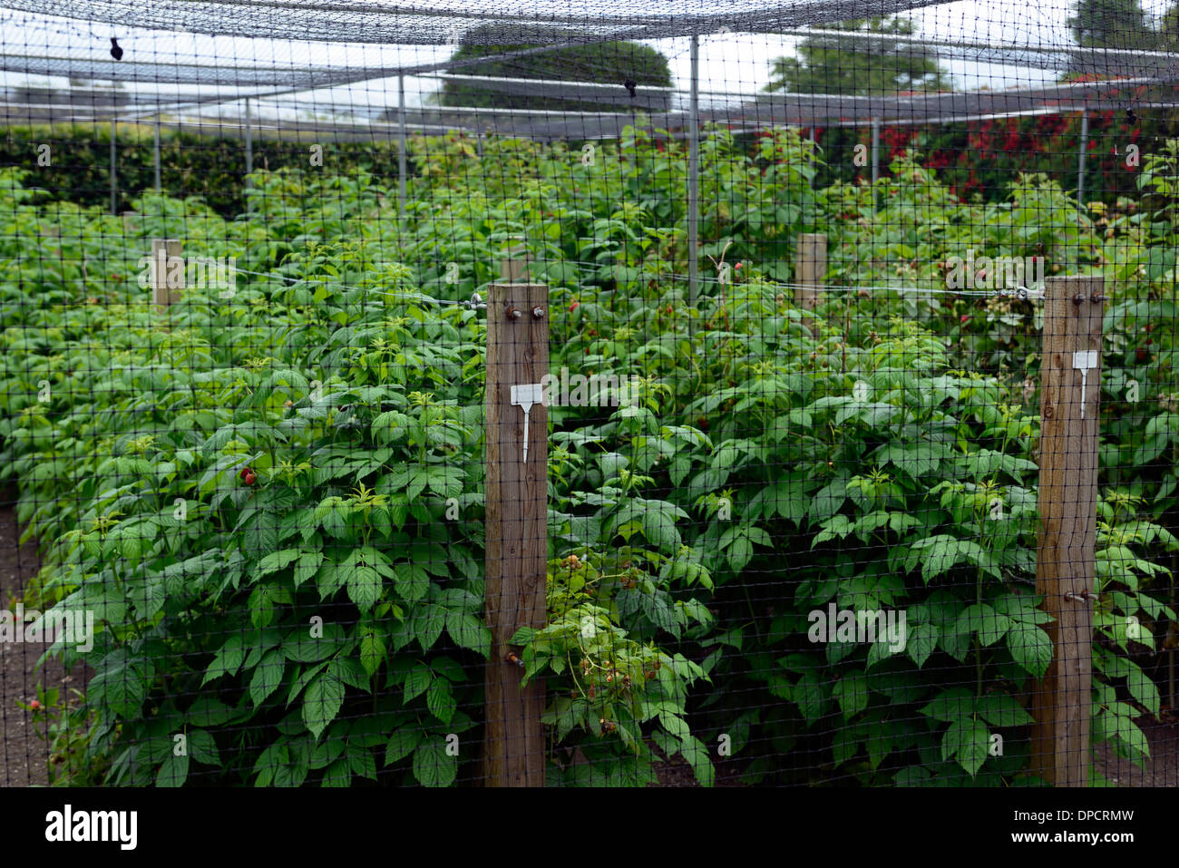mesh net netting cage cover cover raspberry autumn bliss fruit cane