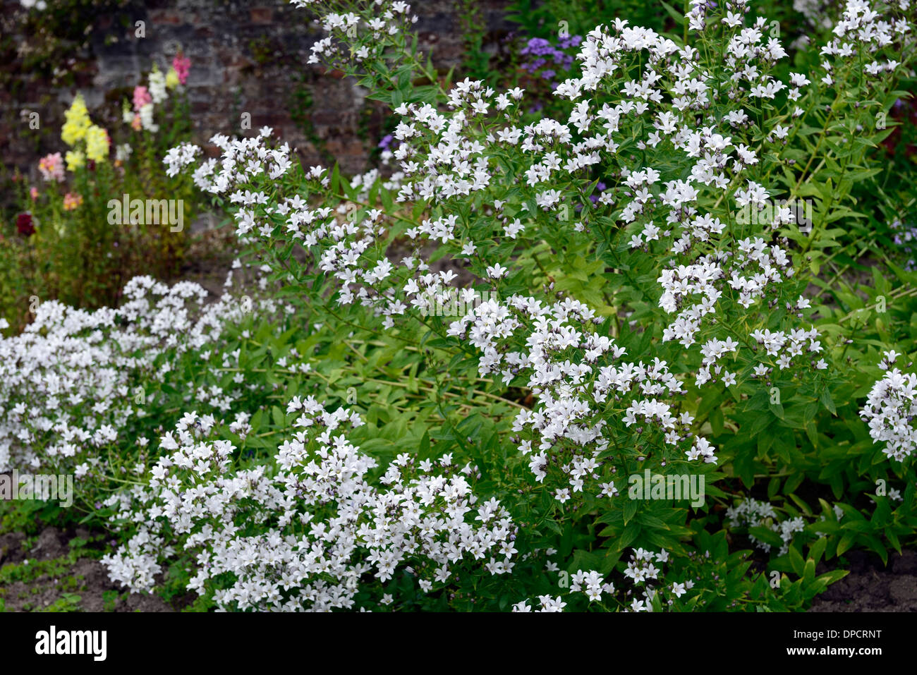 Campanula persicifolia alba white form forms planting colour color combination Peach Leaved Bellflower Stock Photo