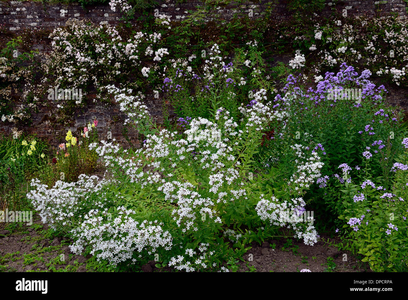 Campanula persicifolia alba blue white form forms mixed mix planting colour color combination Peach Leaved Bellflower Stock Photo