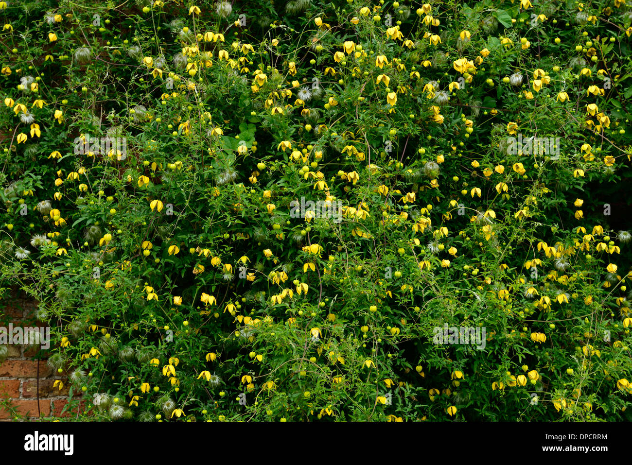 clematis tangutica vigorous climber climbing climb yellow flower