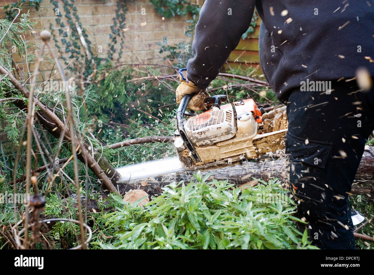 tree surgeon with chain saw cutting up tree in garden after being felled by high winds in winter storms england uk Stock Photo