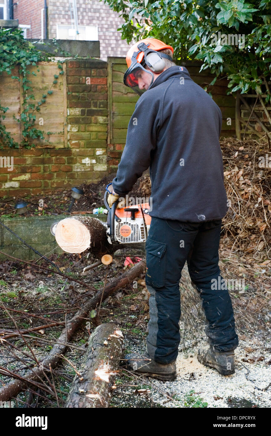 tree surgeon with chain saw cutting up tree in garden after being felled by high winds in winter storms england uk Stock Photo