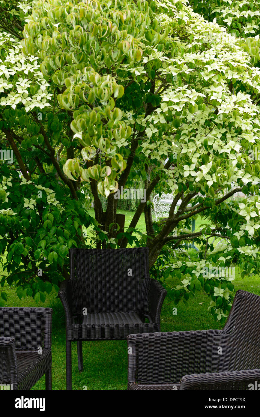 cornus kousa white flowers garden table chairs flowering tree mount usher gardens avoca wicklow ireland Stock Photo