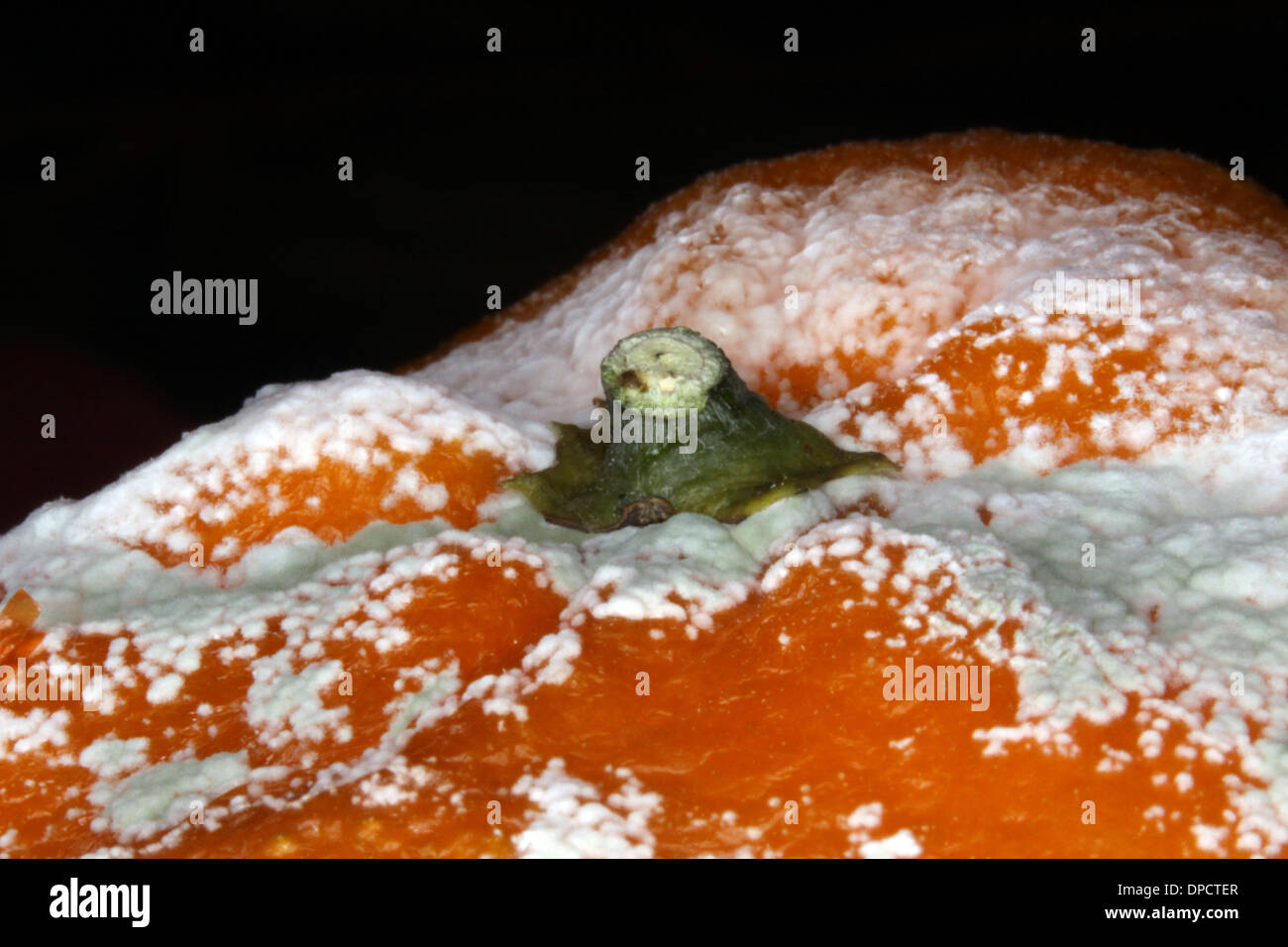 A satsuma with mould growing on its skin Stock Photo