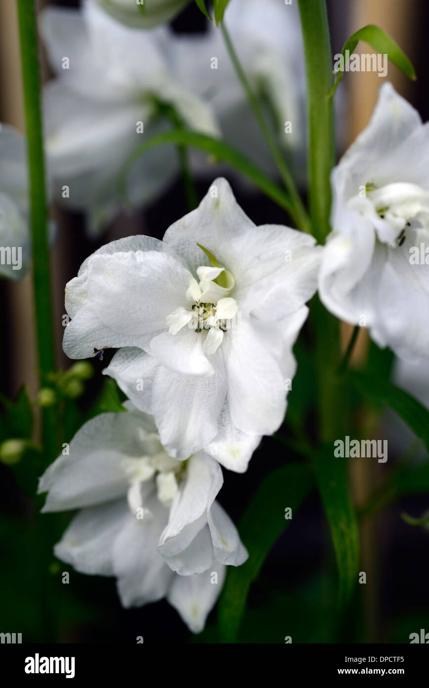delphinium galahad white tall flower spike spire flowers flowering