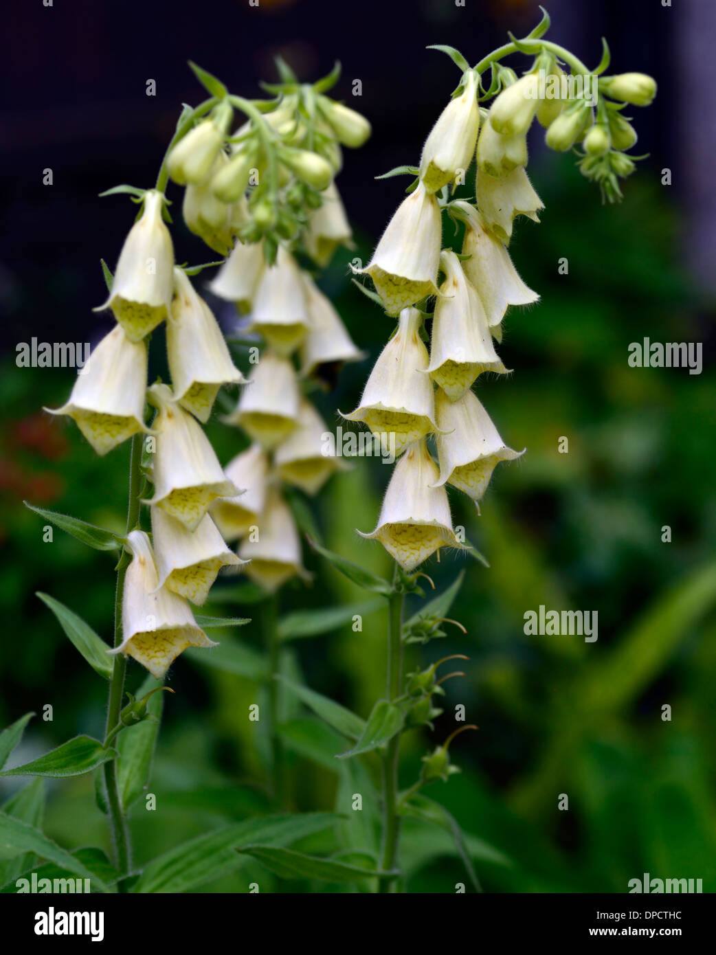 Digitalis grandiflora,yellow foxglove, Small Yellow Flowers flowering