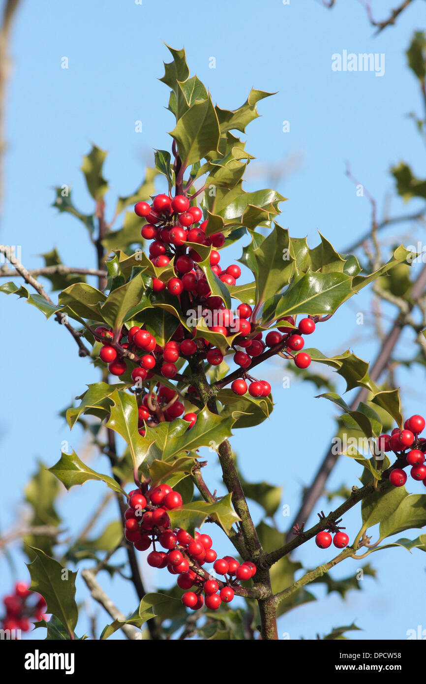 Holly berries Stock Photo