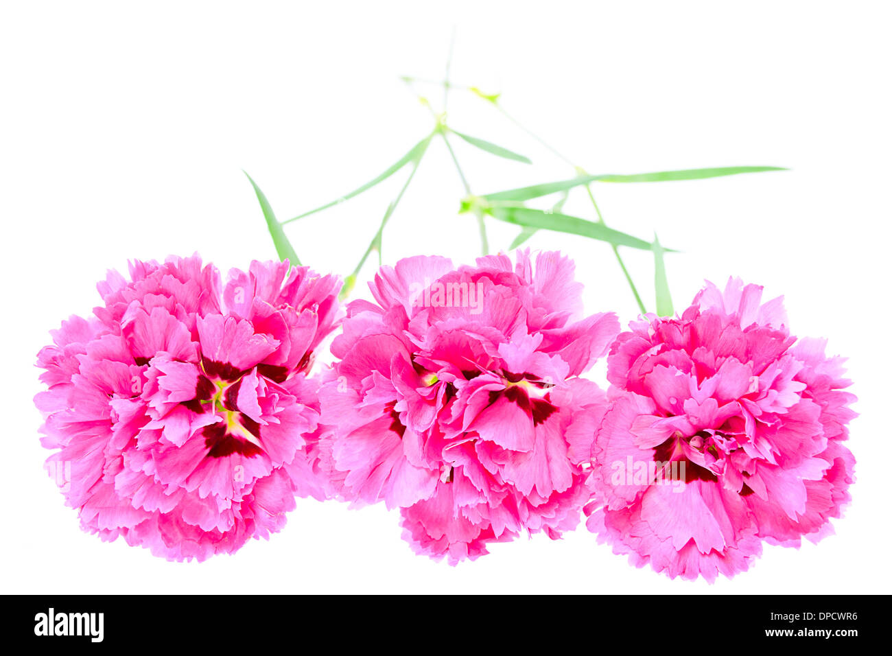 Pink carnation flowers isolated on white background Stock Photo - Alamy