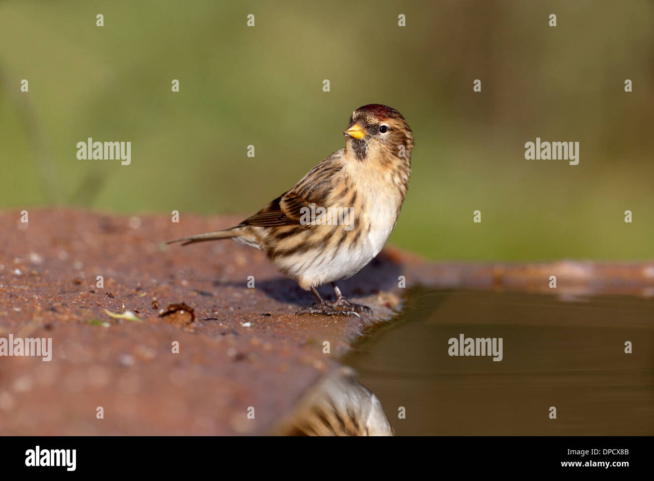 Lesser redpoll, Carduelis cabaret, single bird at water, Warwickshire, January 2014 Stock Photo