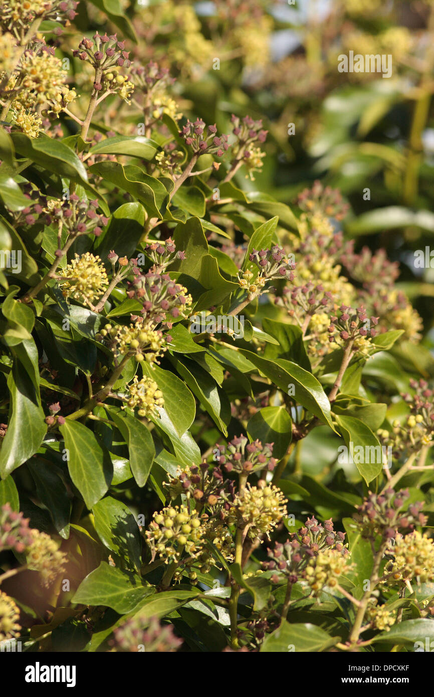 Ivy in flower Stock Photo Alamy