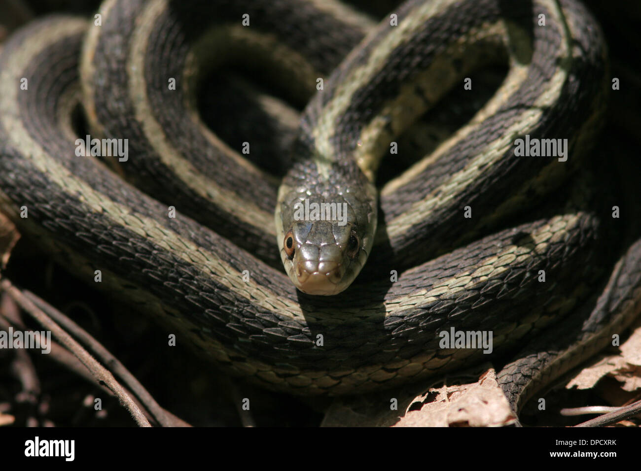common garter snake coiled Ohio Stock Photo