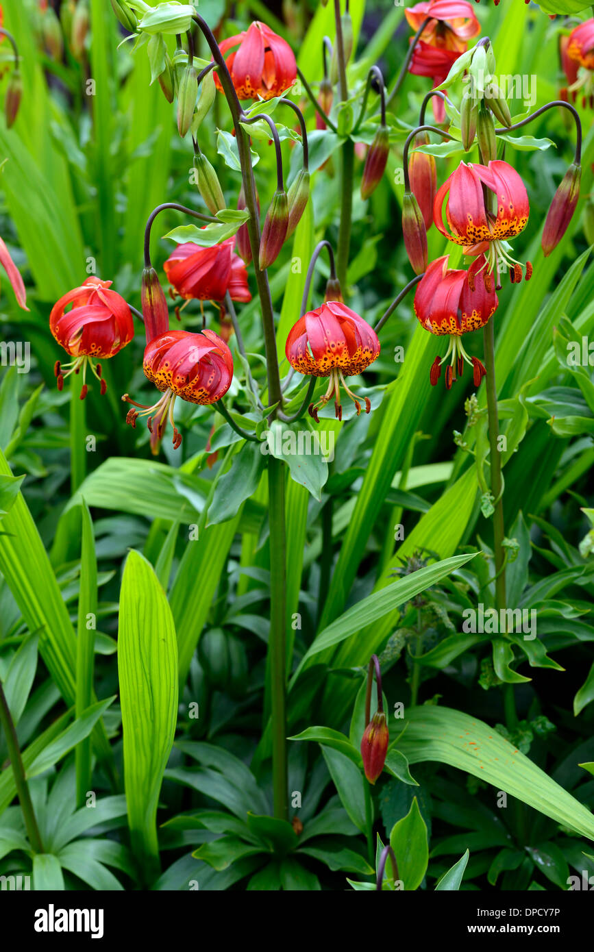 lilium superbum lily lilies orange perennials bulbs flowers flower