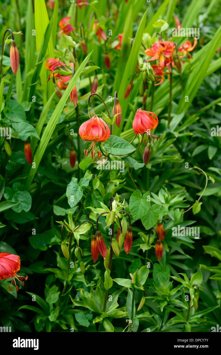 lilium superbum lily lilies orange perennials bulbs flowers flower flowering martagon turks cap