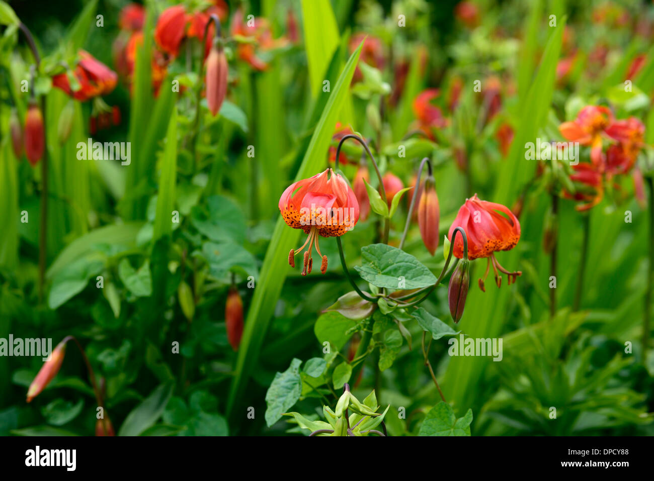 lilium superbum lily lilies orange perennials bulbs flowers flower flowering martagon turks cap