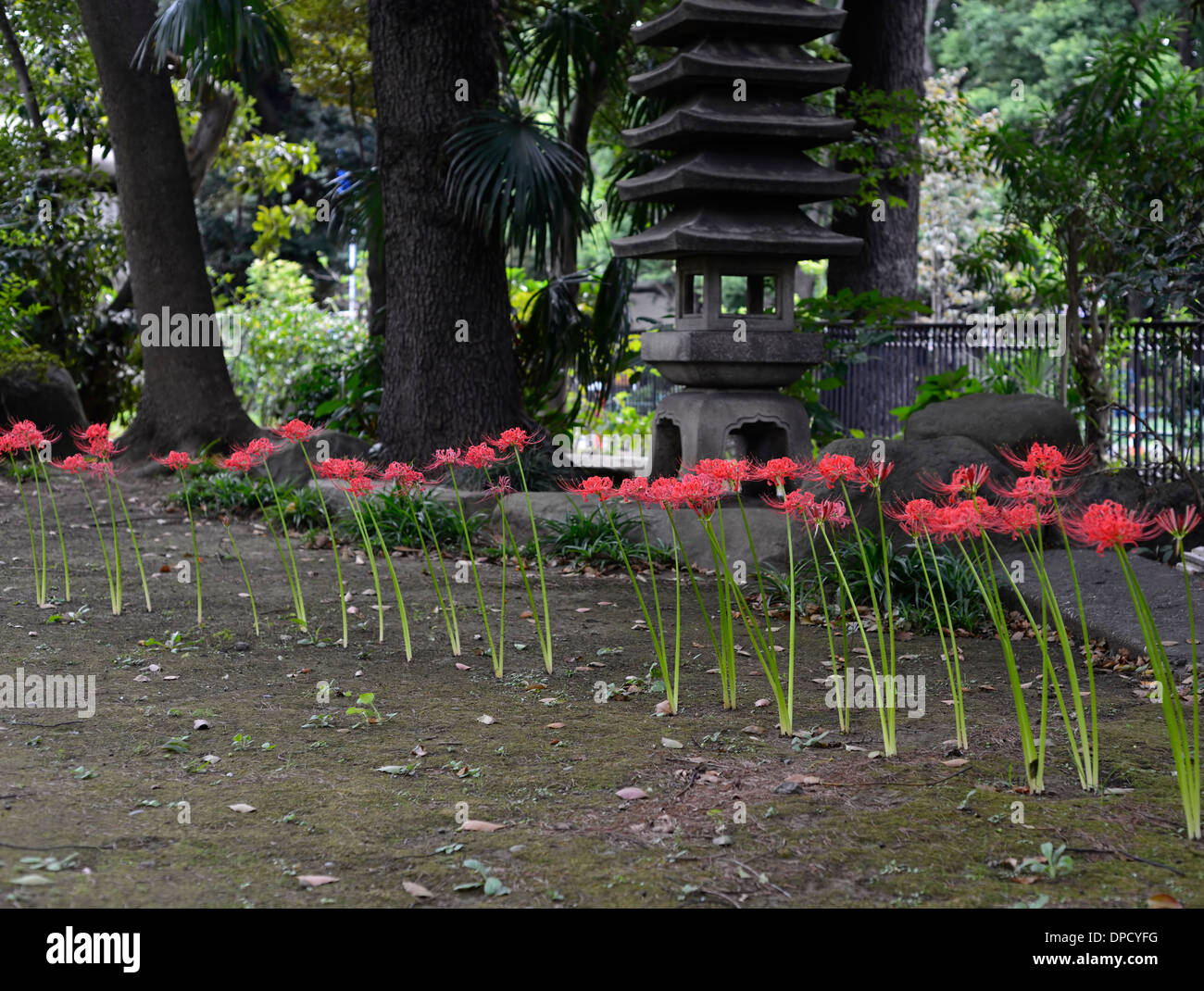 Lycoris radiata line row Red spider lily blooms flowers flowering japan buddhist temple shrine garden design gardening Stock Photo