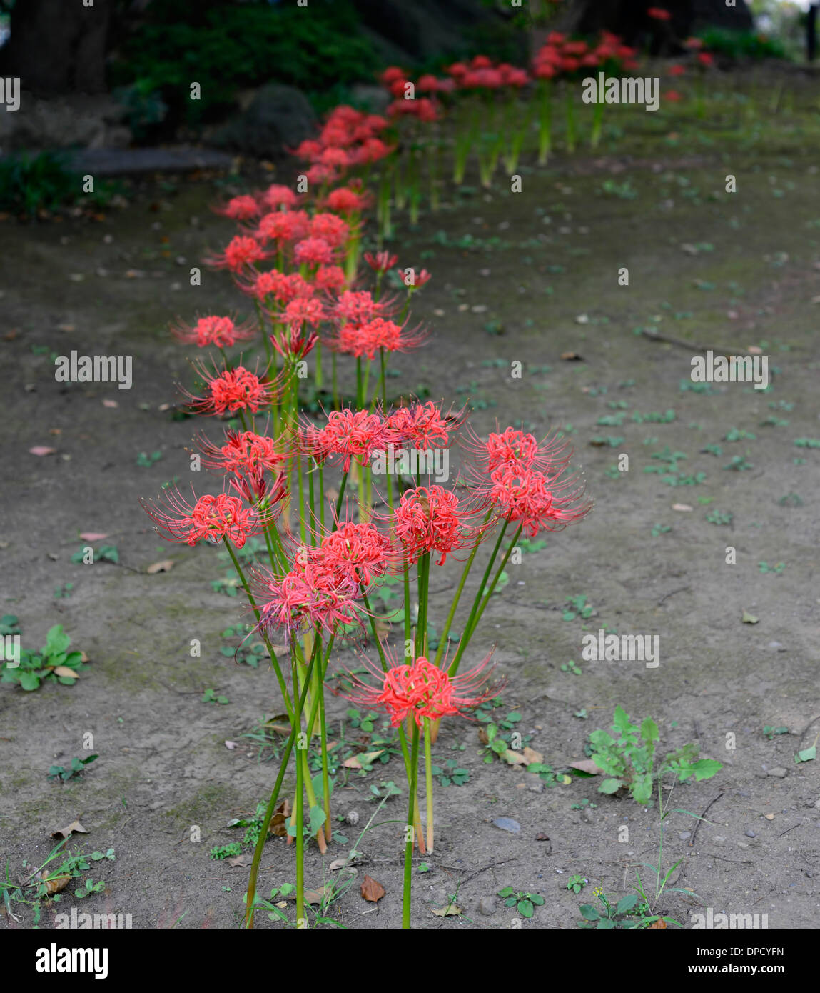 Lycoris radiata line row Red spider lily blooms flowers flowering japan garden design gardening Stock Photo