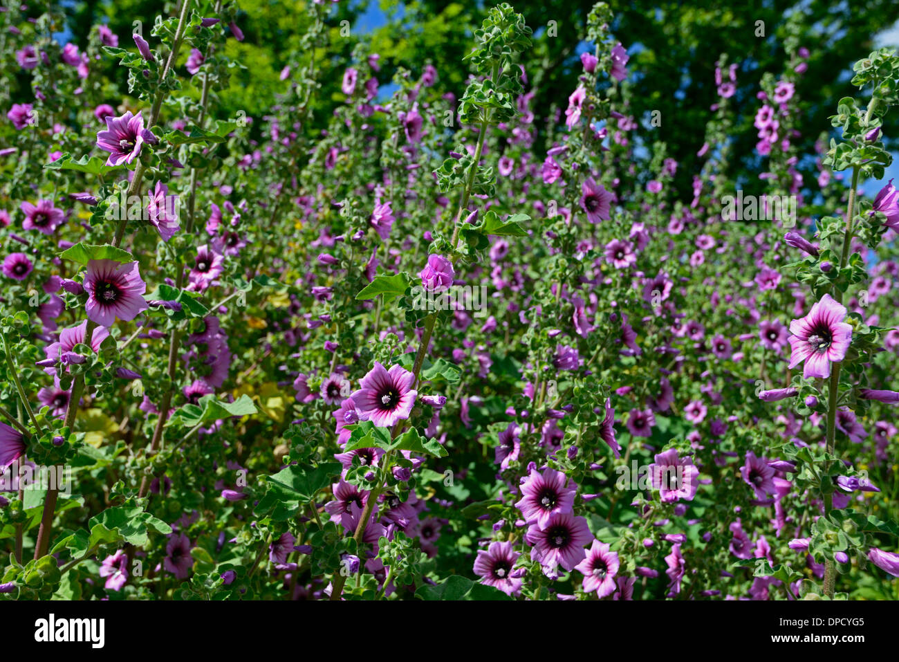 malva sylvestris zebrina var ssp mauritiana purple mallow flowers flowering bloom Stock Photo
