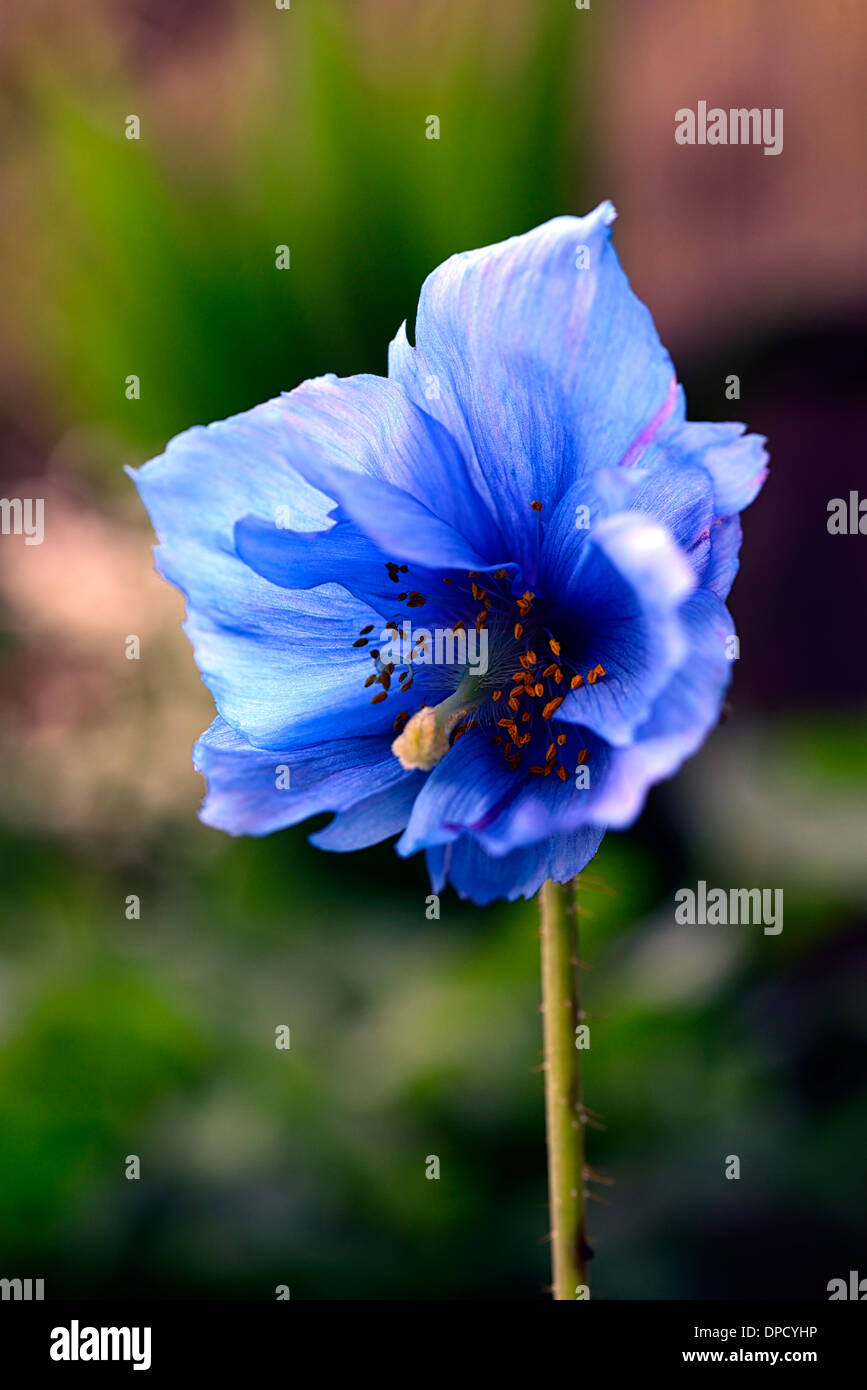 Meconopsis betonicifolia Himalayan blue poppy flower Perennial Unusual plant flowering blooming bloom striking colour color Stock Photo