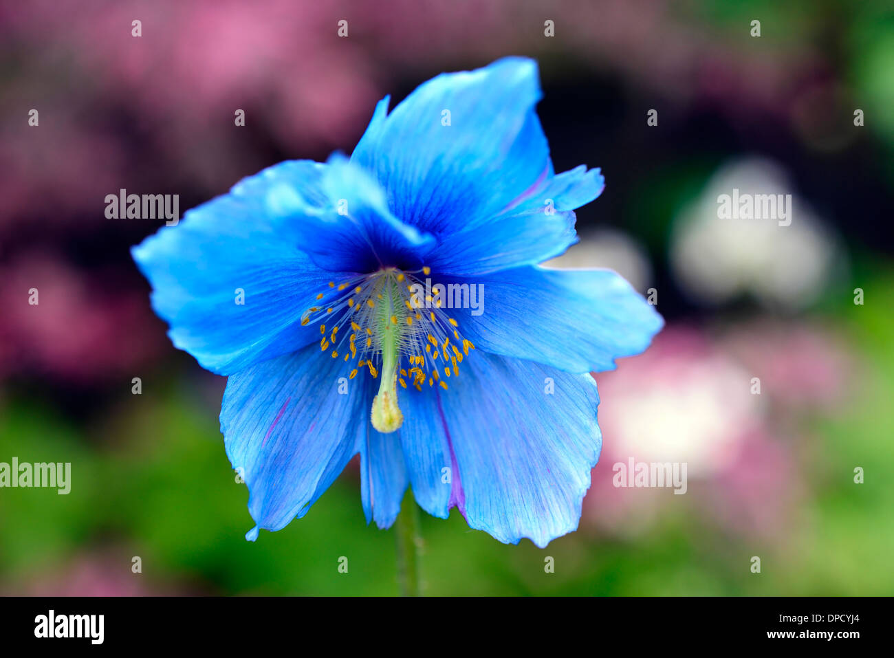 Meconopsis betonicifolia Himalayan blue poppy flower Perennial Unusual