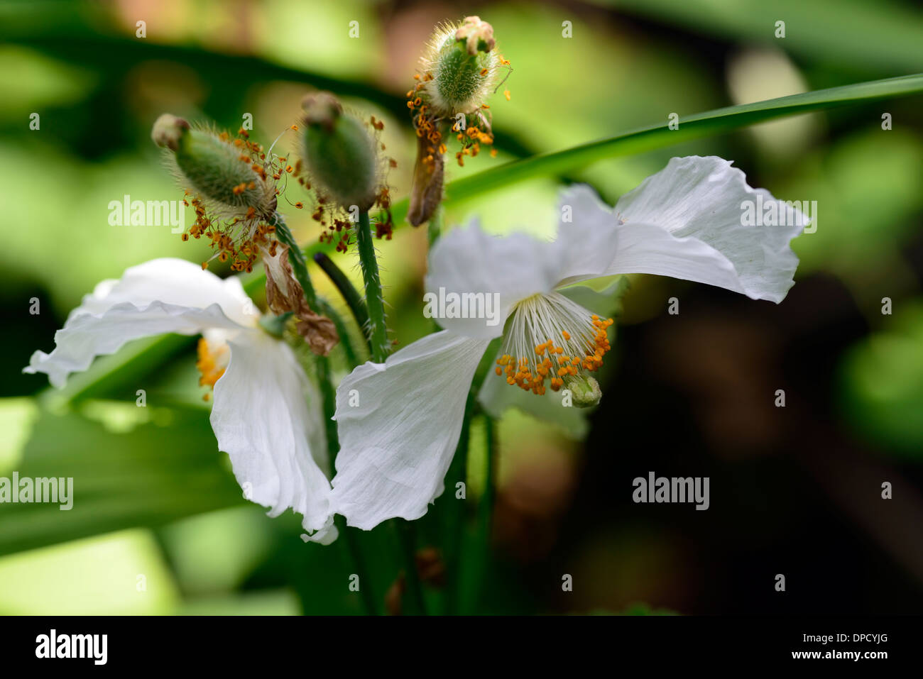 meconopsis betonicifolia baileyi alba album white Himalayan White poppy Tibetan poppy perennial flower flowering bloom Stock Photo