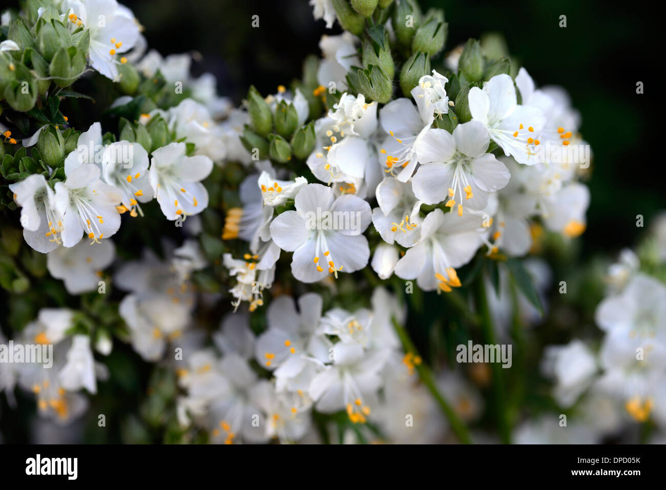 Polemonium caeruleum white pearl album jacobs ladder valerian flower flowering bloom perennial Stock Photo