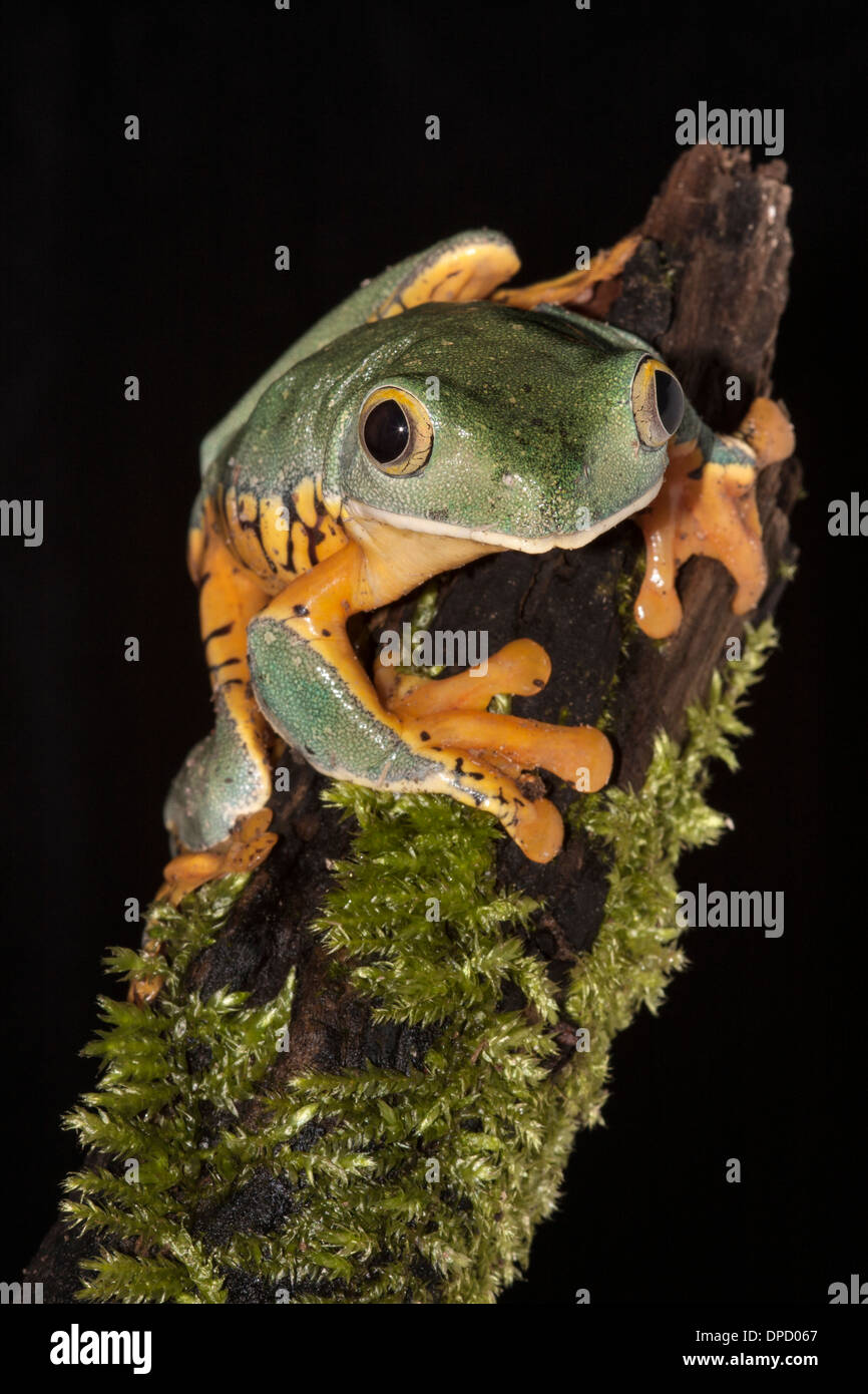Splendid leaf frog, Cruziohyla calcarifer Stock Photo