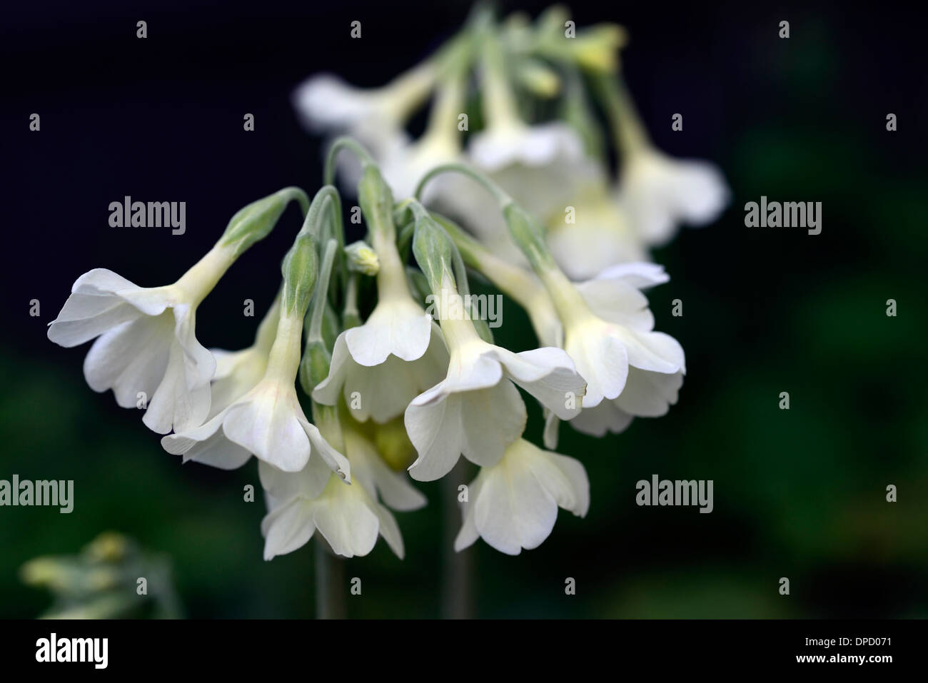 primula alpicola luna white cream primulas primrose flower flowering flowers perennials plants scented fragrant Stock Photo