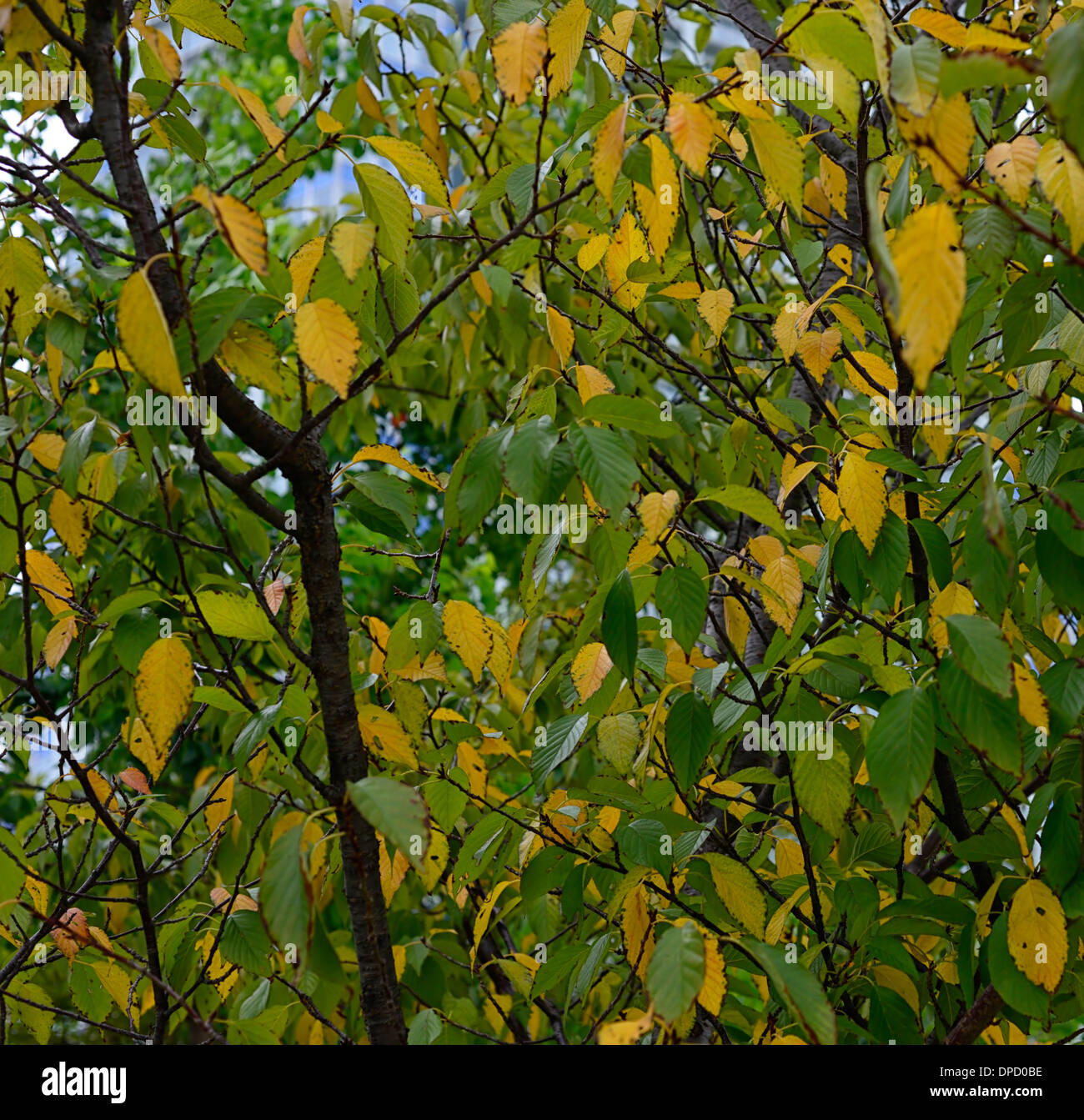 Ukon prunus lannesiana wilson cv Grandiflora flowering cherry tree foliage leaves leaf autumn deciduous Stock Photo