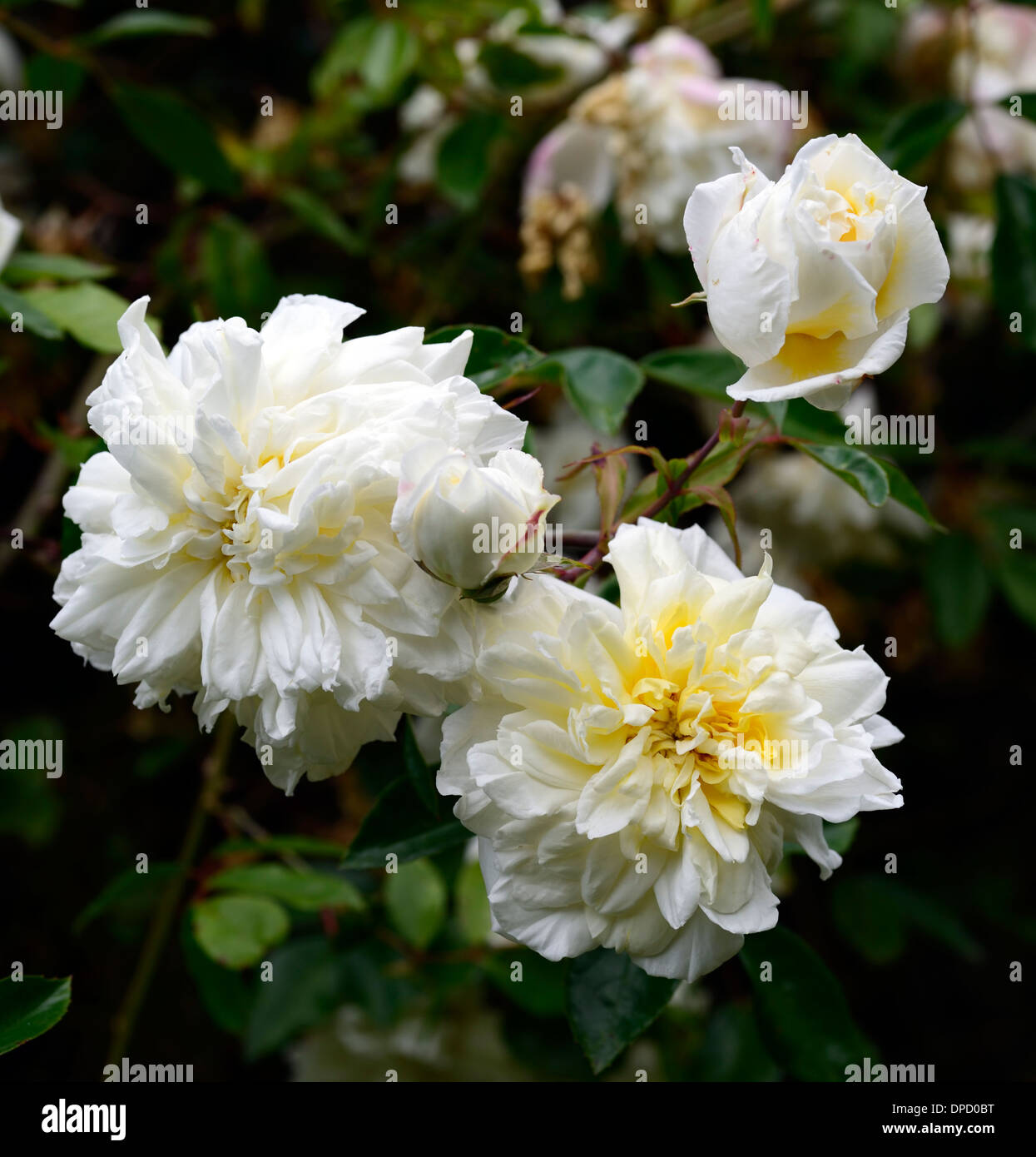 Barbier Rambling Roses rosa alberic barbier white rambler rambling climbers climbing flowering ...