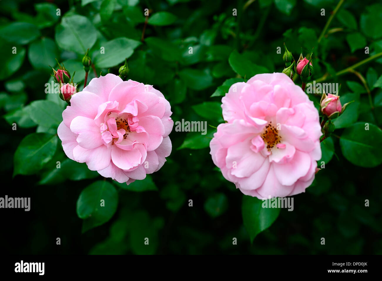 rosa bonica meidomonac shrub rose pink flowers flowering fragrant roses scented blooms Stock Photo