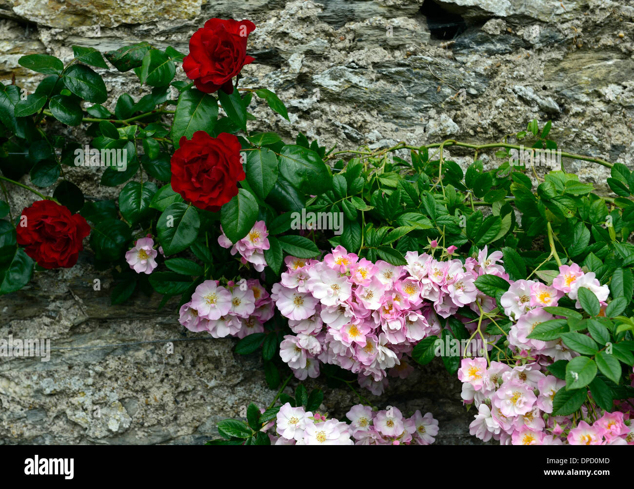 Rosa Blush Rambler High Resolution Stock Photography and Images - Alamy