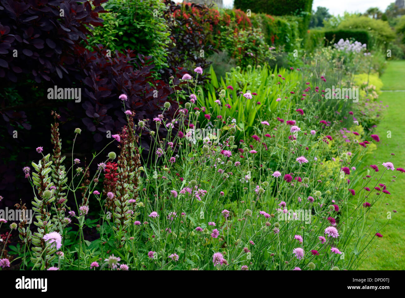 Scabiosa atropurpurea Tall Double Mix cotinus coggygria backdrop background contrast contrasting pink purple leaves foliage Stock Photo