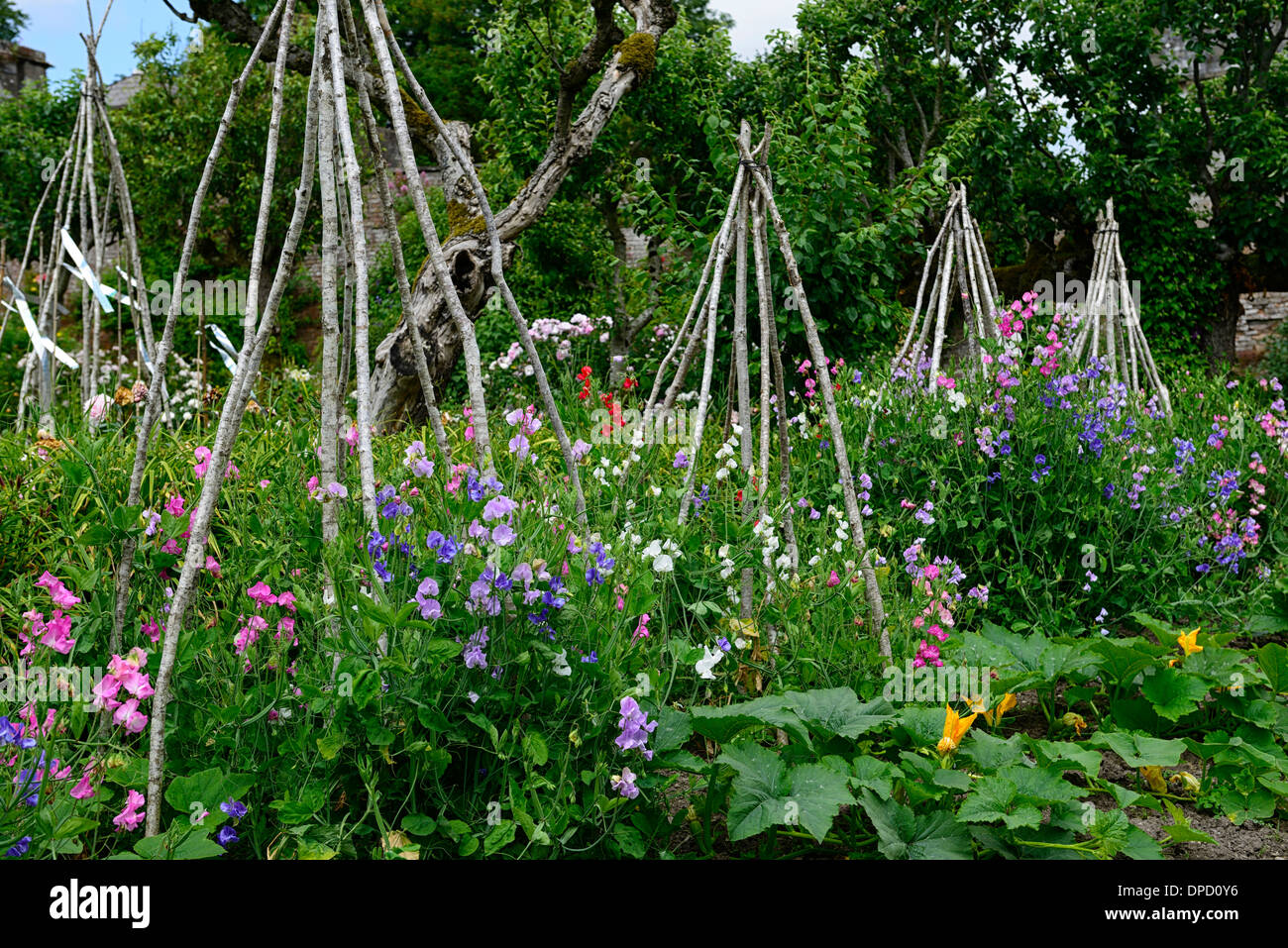 Plant support hi-res stock photography and images - Alamy