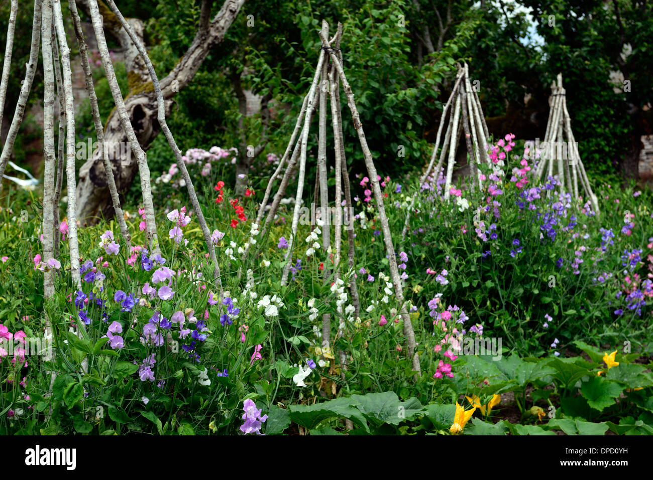 lathyrus sweet peas pea grow growing up wigwam plant supports frame frames summer annuals climbers climbing flowers wigwams Stock Photo