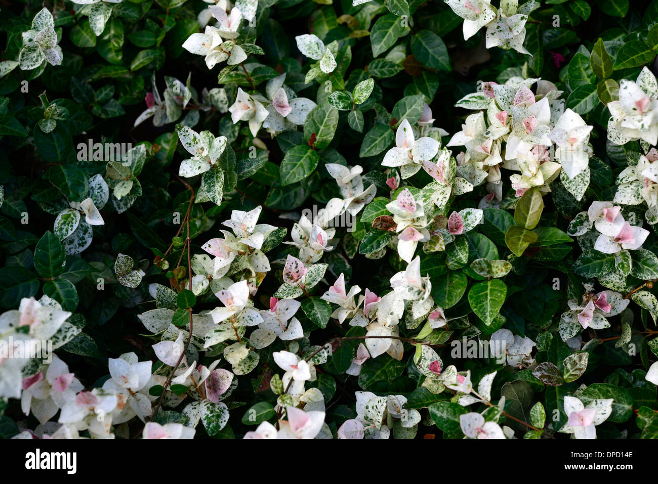 trachelospermum asiaticum var intermedium variegated foliage leaves leaf Stock Photo