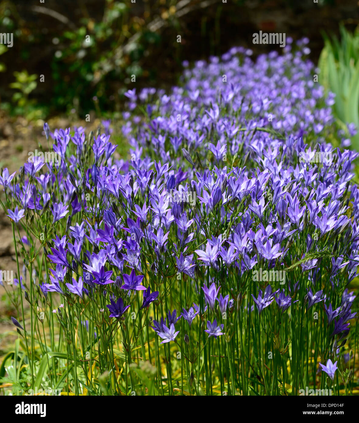 Triteleia laxa Ithuriel's spear syn Brodiaea laxa blue lilac flowers flowering perennial bulb Stock Photo