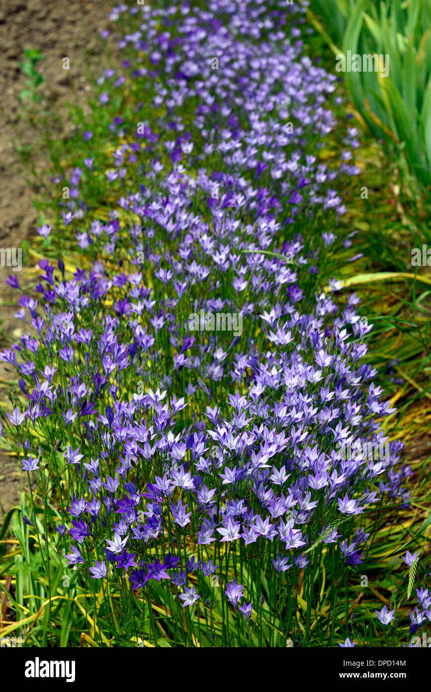 Triteleia laxa Ithuriel's spear syn Brodiaea laxa blue lilac flowers flowering perennial bulb Stock Photo