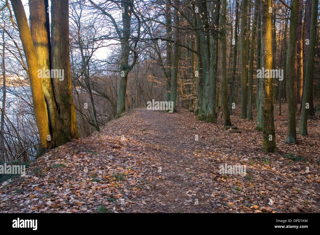 Autumnal forest landscape. Photo taken in Poland Stock Photo - Alamy