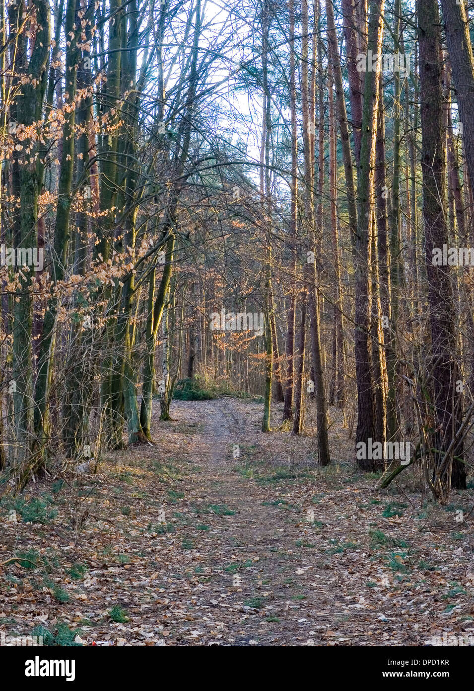 Autumnal forest landscape. Photo taken in Poland Stock Photo - Alamy