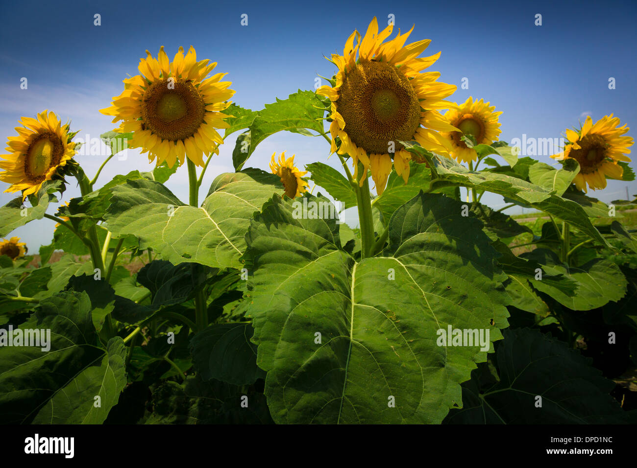 Sunflowers near Celina, TX Stock Photo