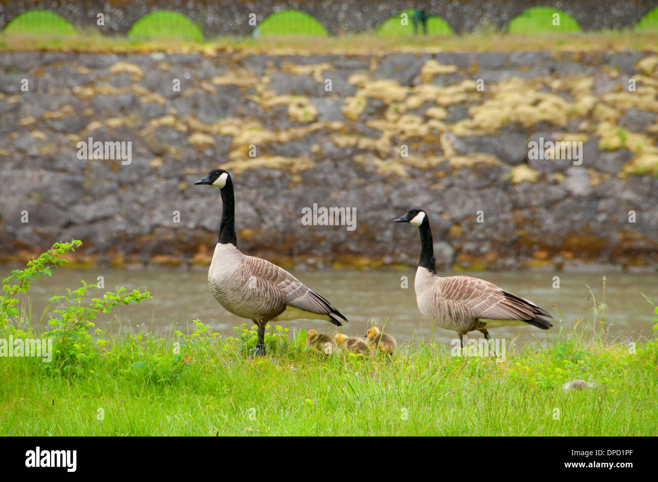 Canada geese (Branta canadensis) with goslings, Cascade Locks Marine Park,  Columbia River Gorge National Scenic Area, Oregon Stock Photo - Alamy