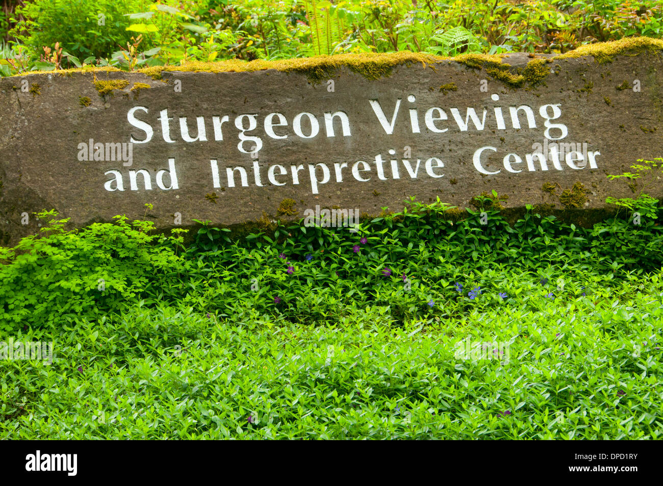 Fish viewing sign, Bonneville Fish Hatchery, Columbia River Gorge National Scenic Area, Oregon Stock Photo