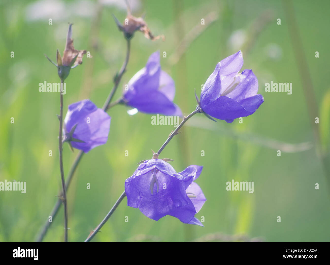 wild flowers close up Stock Photo - Alamy