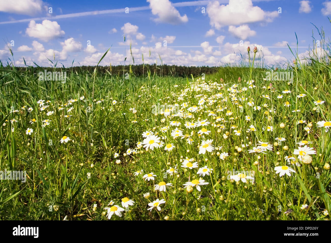 Village landscape with blue sky and grassy field Stock Photo - Alamy