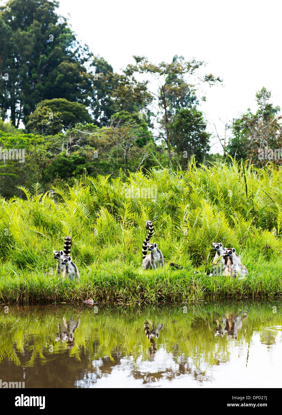 Ring Tailed Lemurs in Madagascar. Stock Photo