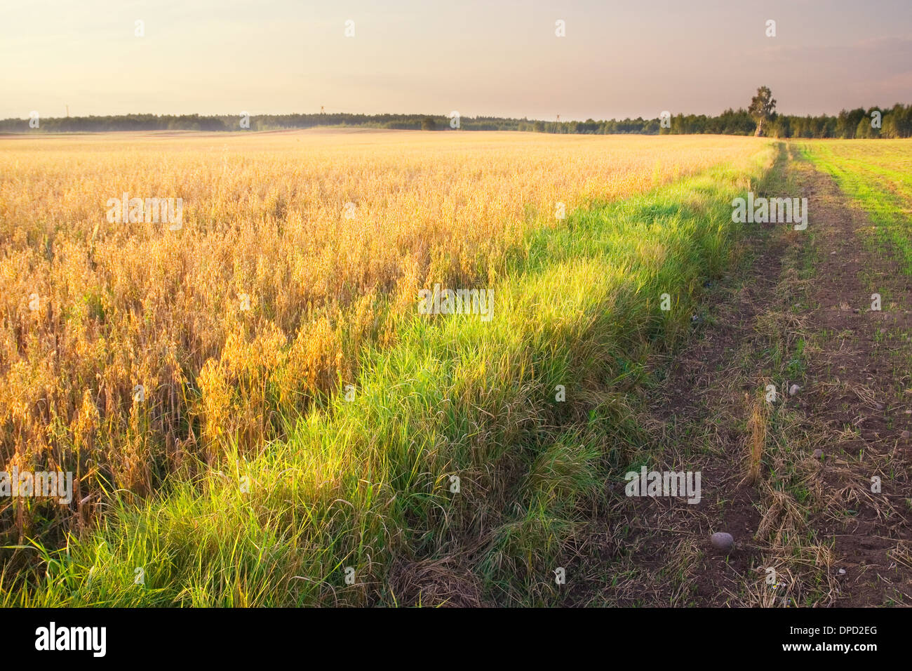 landscape with young cereal field Stock Photo - Alamy
