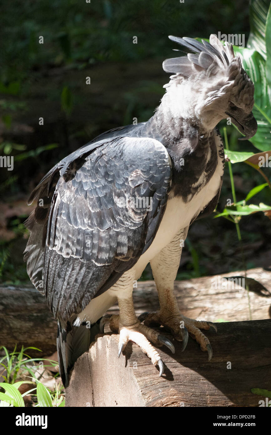 Jewel of the : the mythical Harpy Eagle (Harpia Harpyja