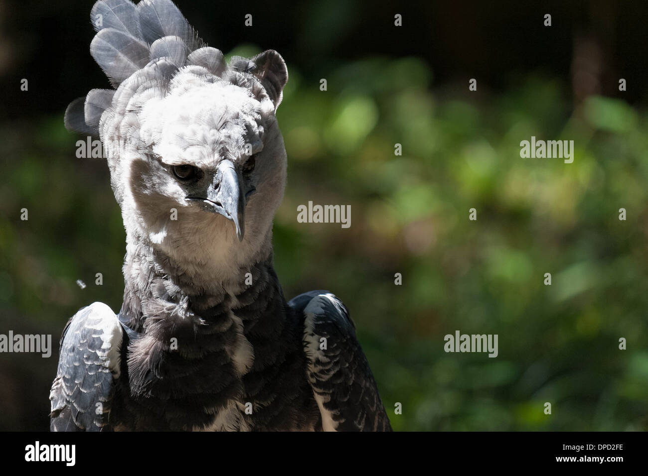 Harpy Eagle (Harpia harpyja) portrait Stock Photo