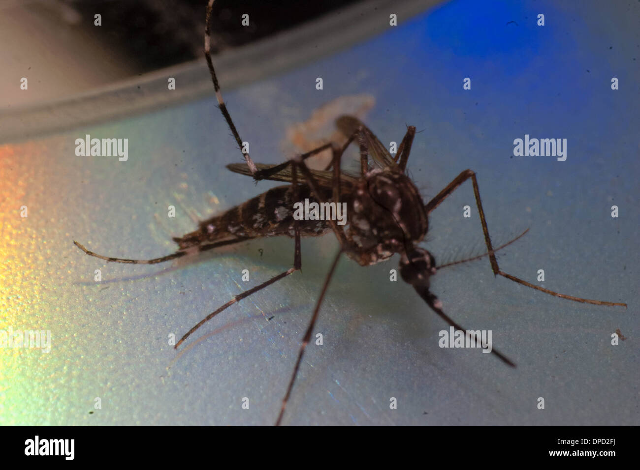 This is an aedes aegypti that almost bite me. Stock Photo