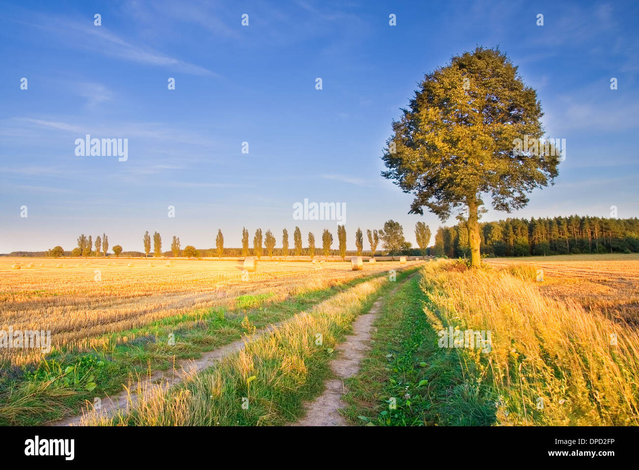 landscape with young cereal field Stock Photo - Alamy